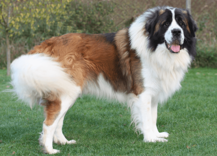 Московская сторожевая овчарка