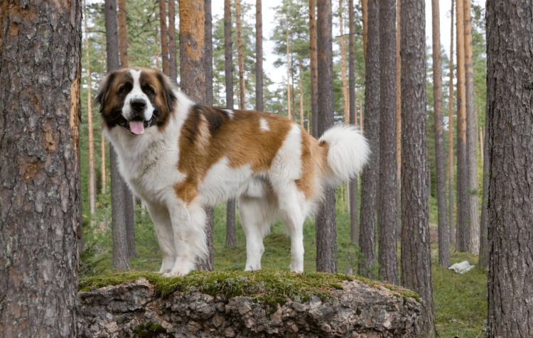 Московская сторожевая овчарка