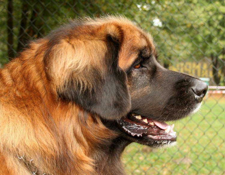 Порода собаки Домбергер