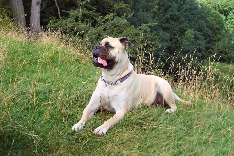 Служебные сторожевые собаки породы собак