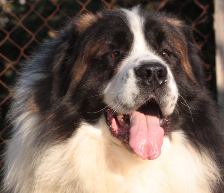 Савойская овчарка