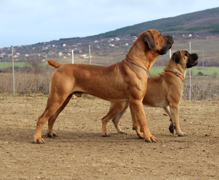 Испанский мастиф