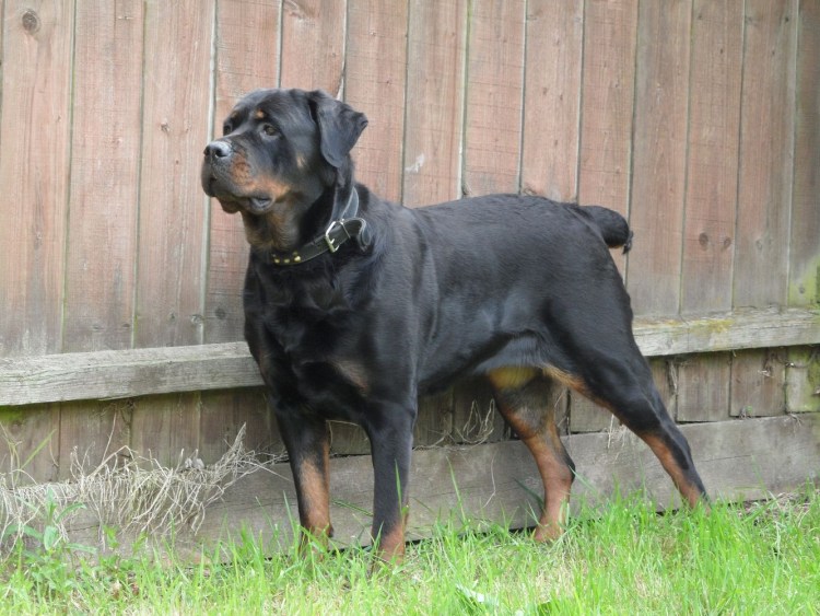 Канарские ротвейлер