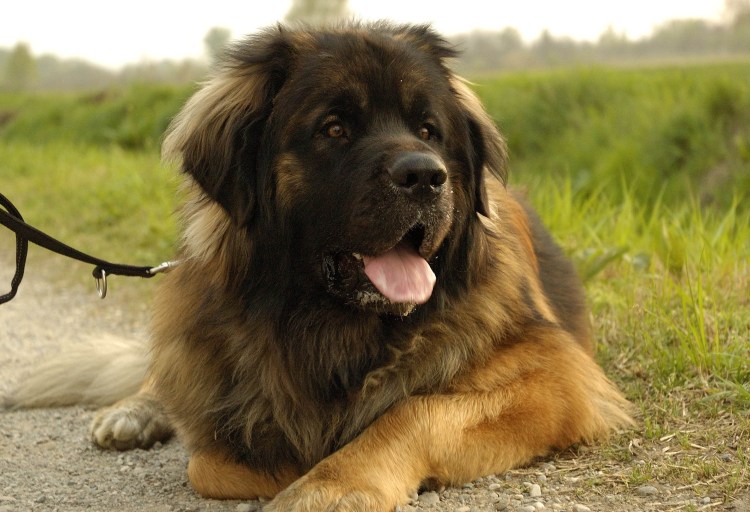 Овчарка Леонбергер