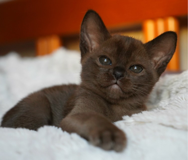 Европейская Бурманская кошка