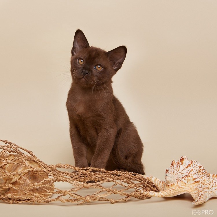 Бурманская кошка коричневая
