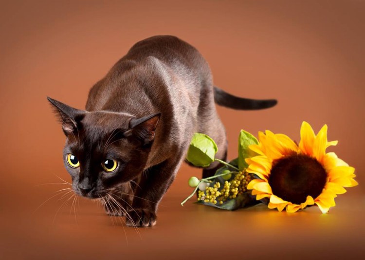 Европейская Бурма