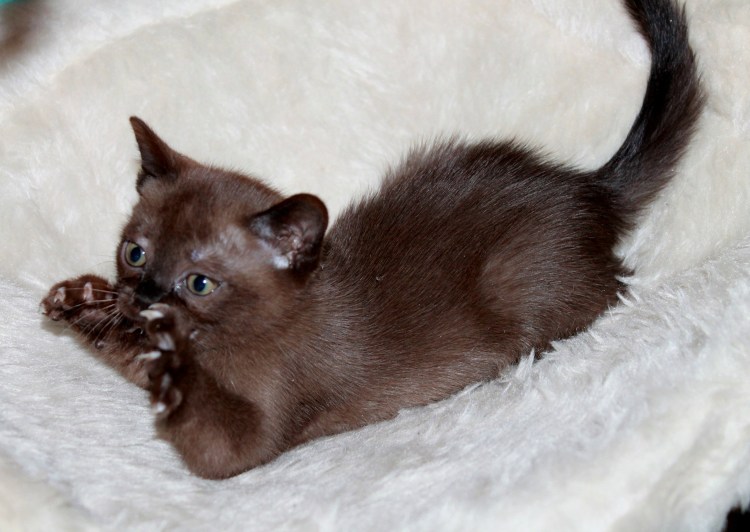 Бурманская кошка