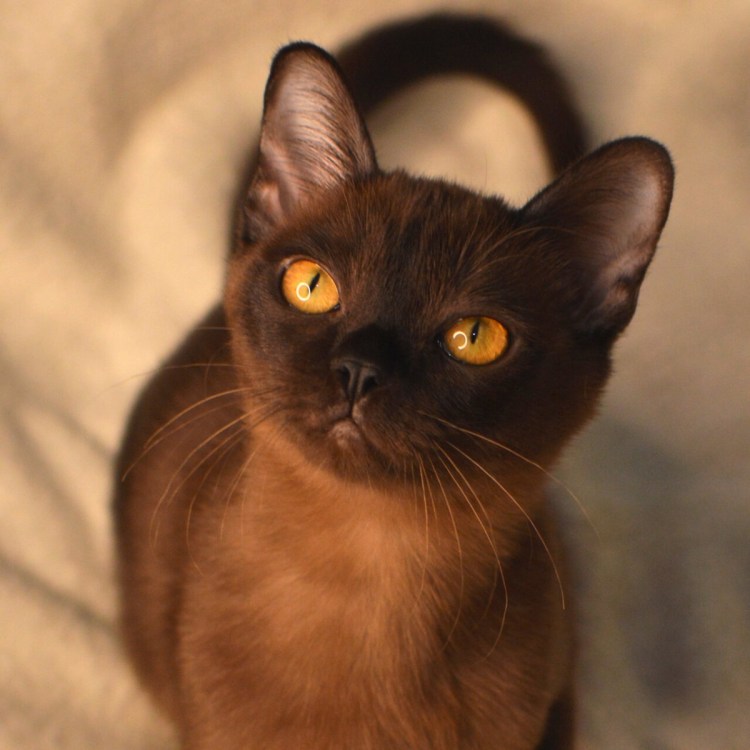 Бурманская короткошерстная кошка