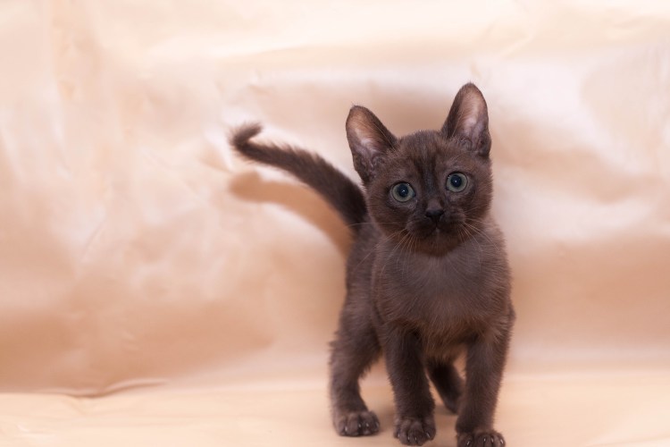 Бурманский кот цвет шоколад