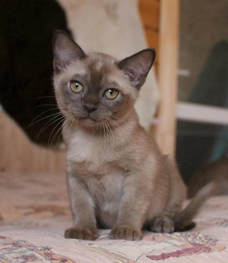 Европейская Бурма кошка