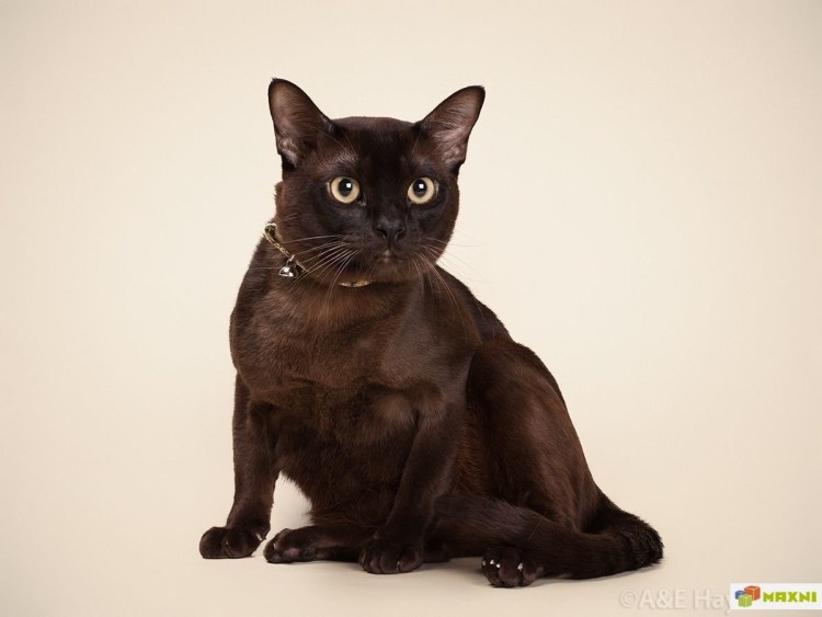 Европейская Бурманская кошка