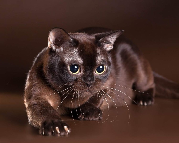 Европейская Бурма соболиный окрас