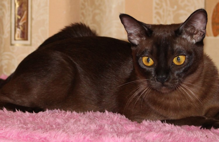 Европейская Бурманская кошка