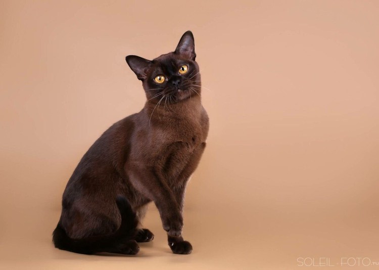 Бурма кошка