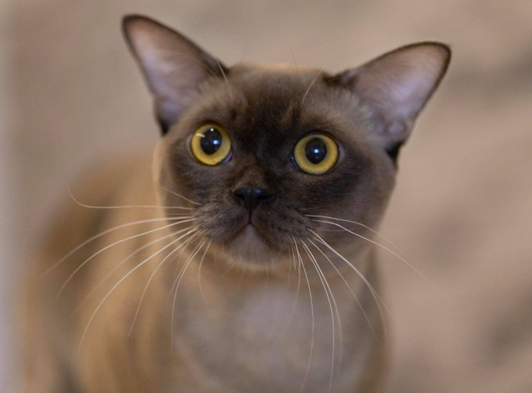 Европейская Бурма кошка