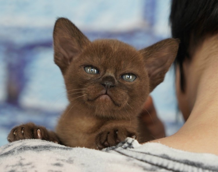 Бурманская кошка