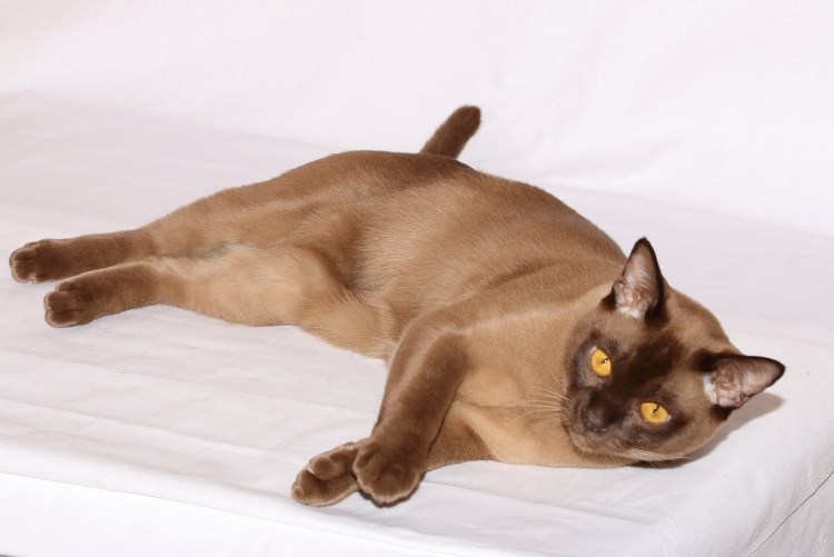 Бурманская кошка черная