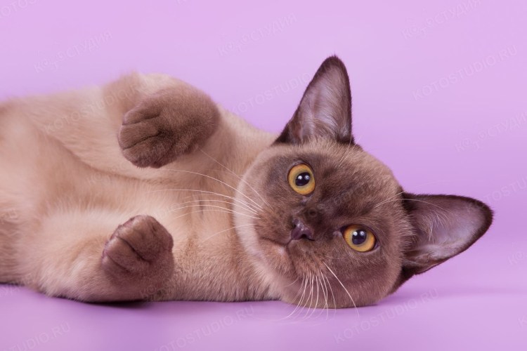 Европейская Бурма кошка