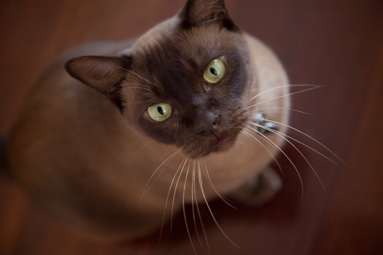 Европейская Бурманская кошка