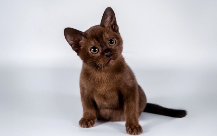 Бурманская кошка американская