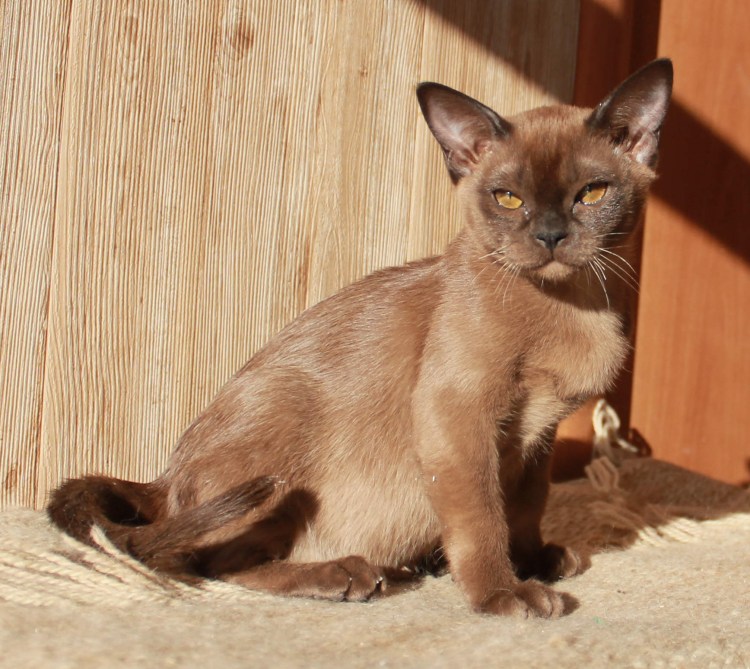 Бурманская кошка шоколадного окраса фото
