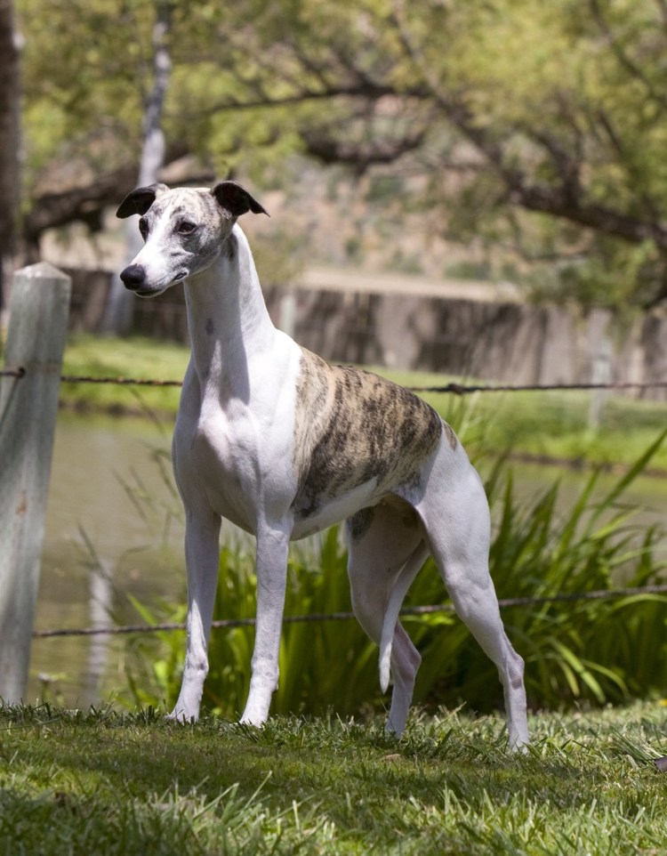 Гончая Уиппет