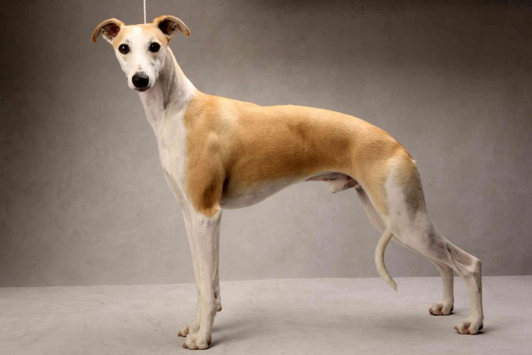 Уиппет собака фото