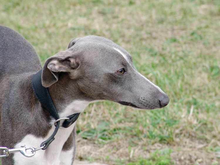 Хортая борзая Грейхаунд