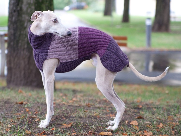 Английская борзая Уиппет