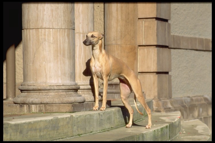 Уиппет кобель стандарт