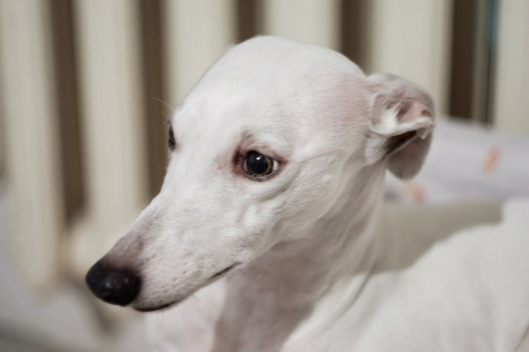 Средняя борзая Уиппет