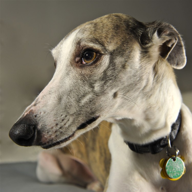 Уиппет порода собак