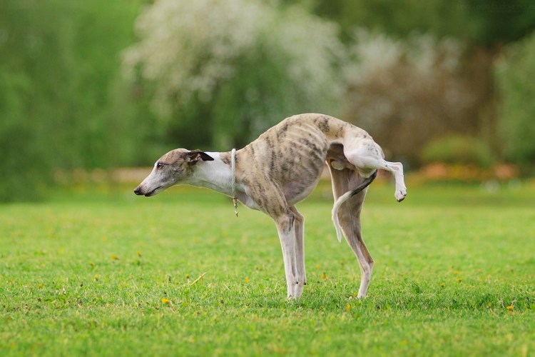 Уиппет собака питомники ЕКБ