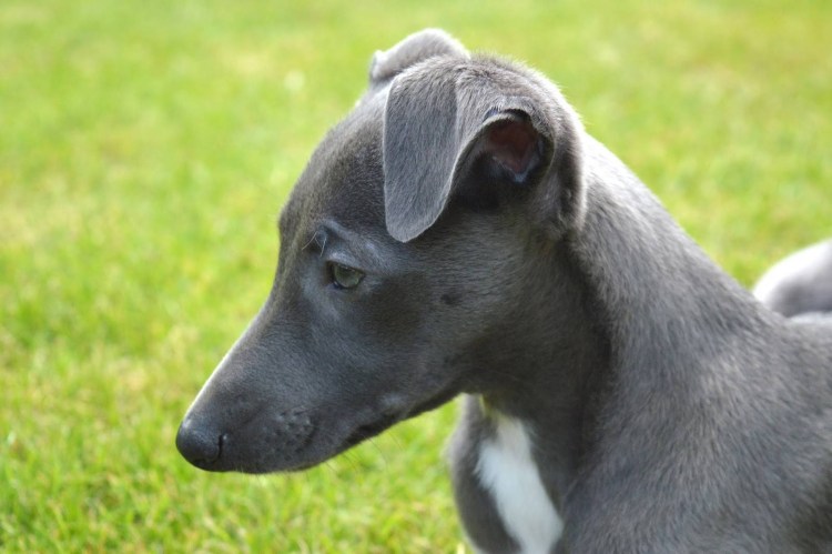 Уиппет собака