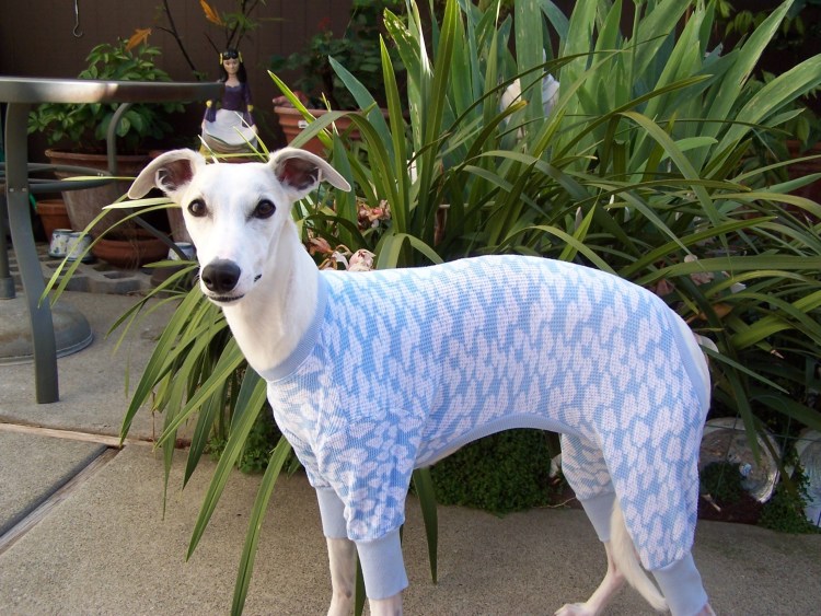 Одор собака