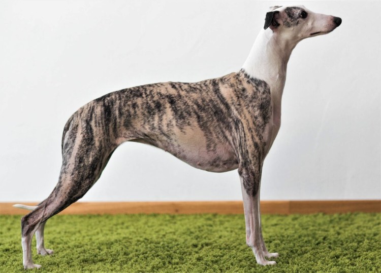 Малая борзая Уиппет