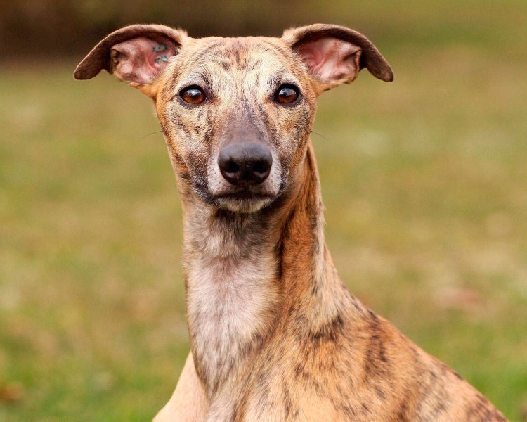 Уиппет порода