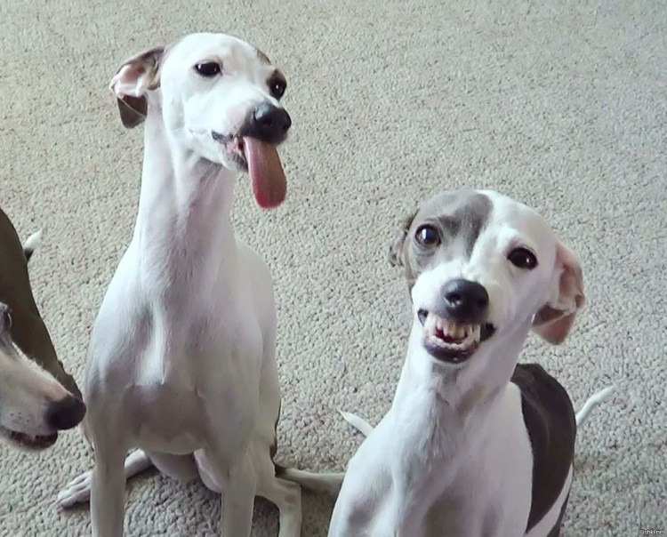 Грейхаунд синий