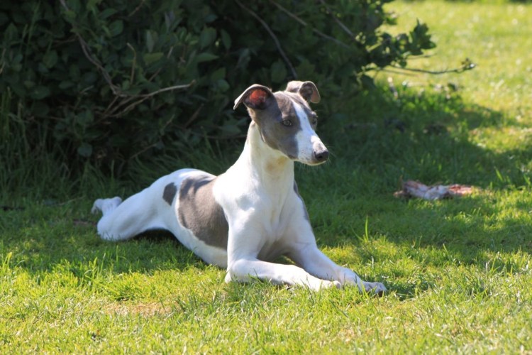 Американский питбультерьер