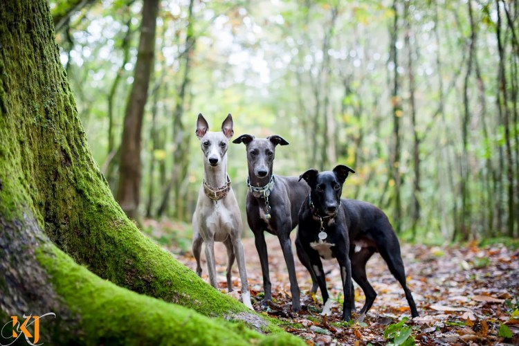 Итальянская Левретка