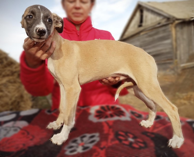 Борзая Уиппет