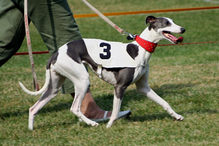 Синий Уиппет порода