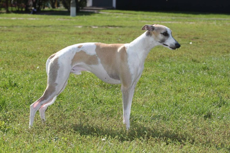Борзая Уиппет щенки