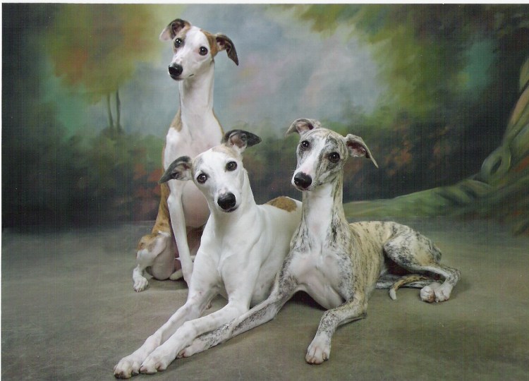 Уиппет пятнистый