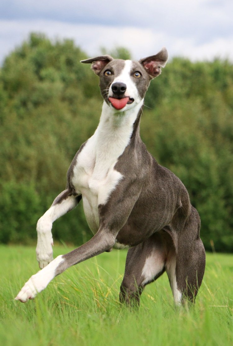 Английская борзая Грейхаунд