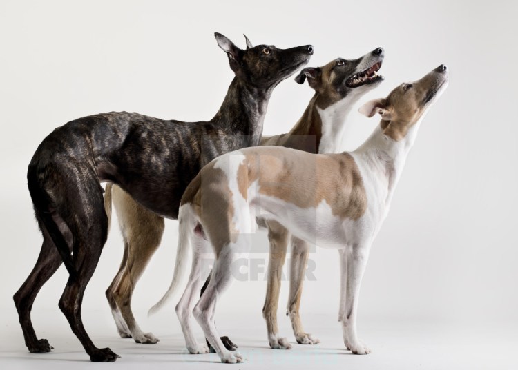 Уиппет собака