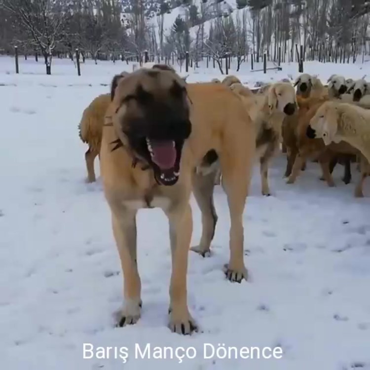 Кангал собака Влад Семенов сериал