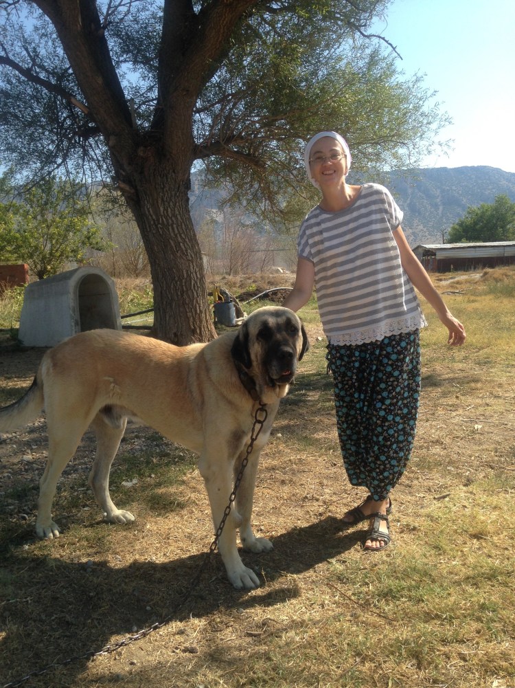 Самый большой кангал собака в мире