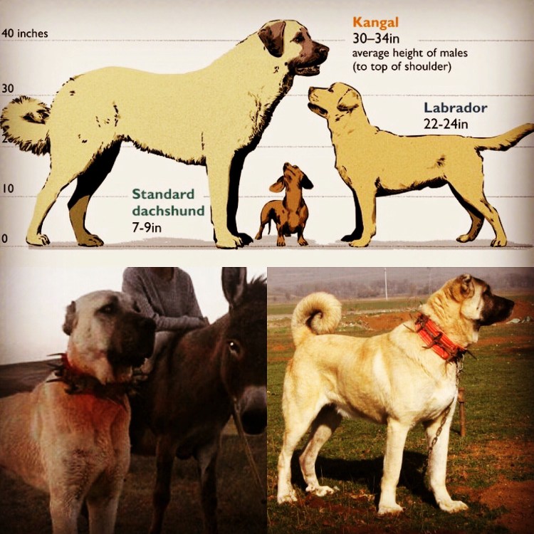 Собаки компаньоны крупных пород алабай